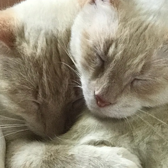 Meet your Posher, Ginny - Picture 5 of 8